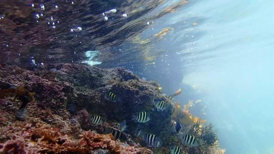 お魚の群れ